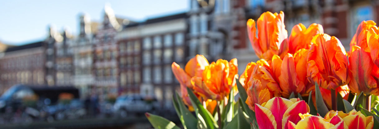 Our private flowers tours in Amsterdam