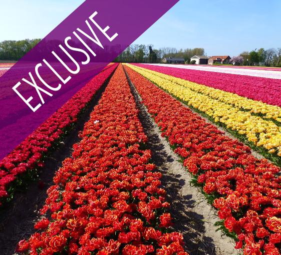 Visite privée de Keukenhof et de la plus grande exposition de fleurs du monde