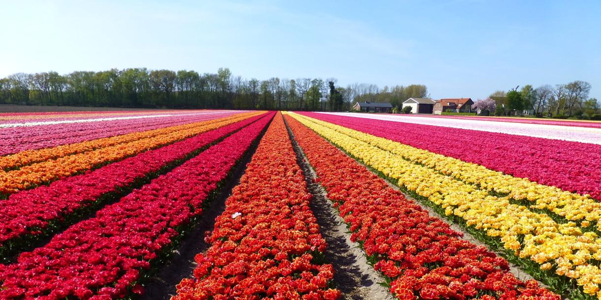 Private tour in Keukenhof and the biggest flowers exhibition in the world