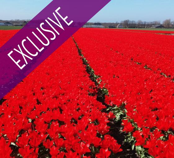 Private tour in Keukenhof and tulip fields