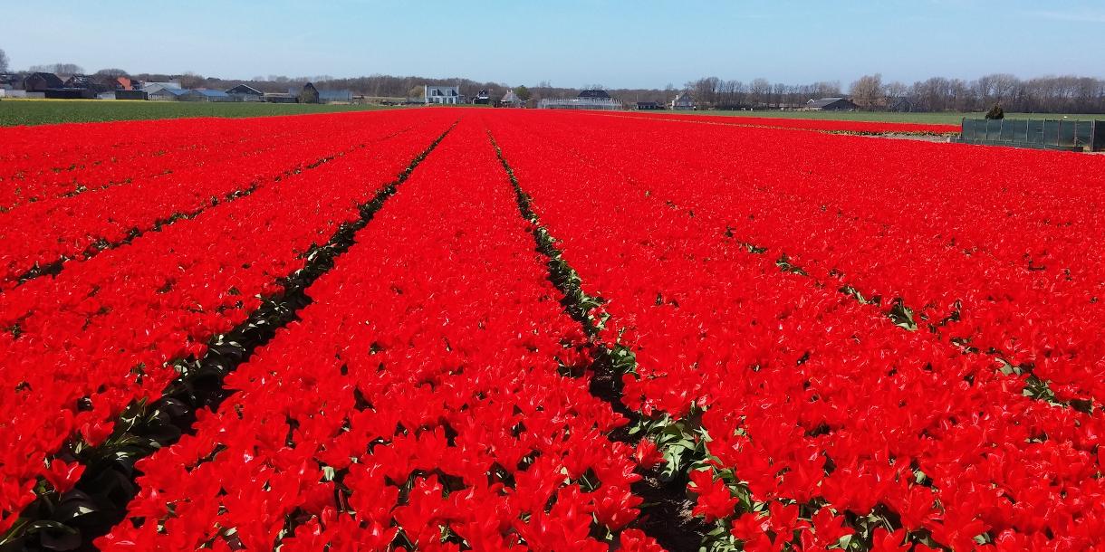 Private tour in Keukenhof and tulip fields