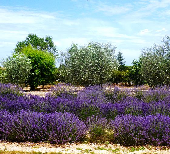 Visite privée de découverte de la lavande en Provence